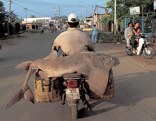 Transportes Estupidos 5